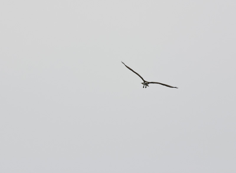 Osprey In Flight